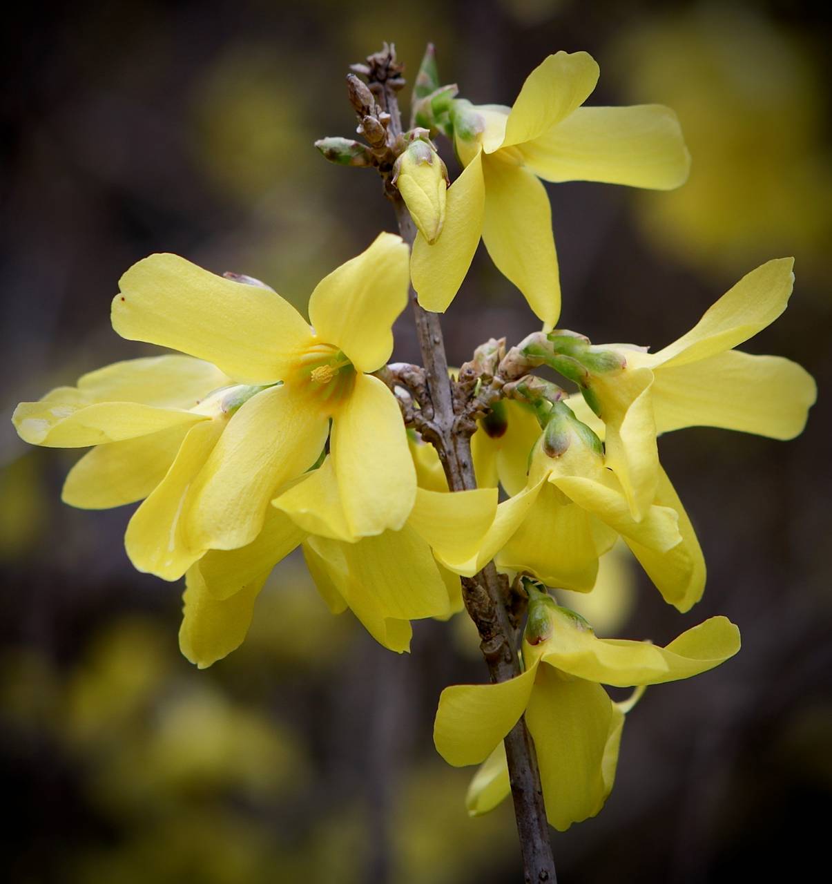 Photo of Forsythia